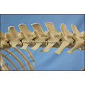 Медицинское обучение Большая модель скелета собак